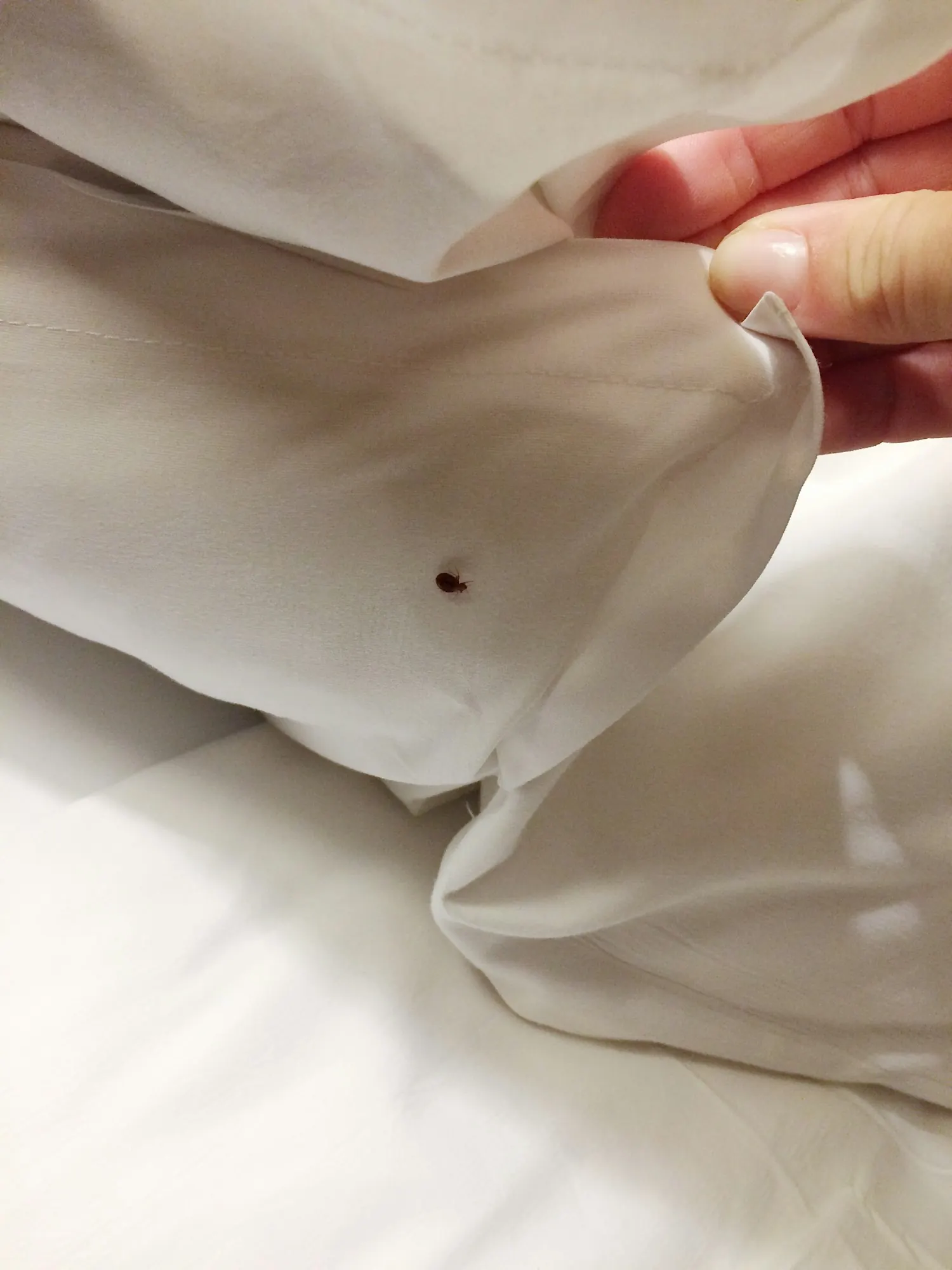 Punaise de lit sur un drap