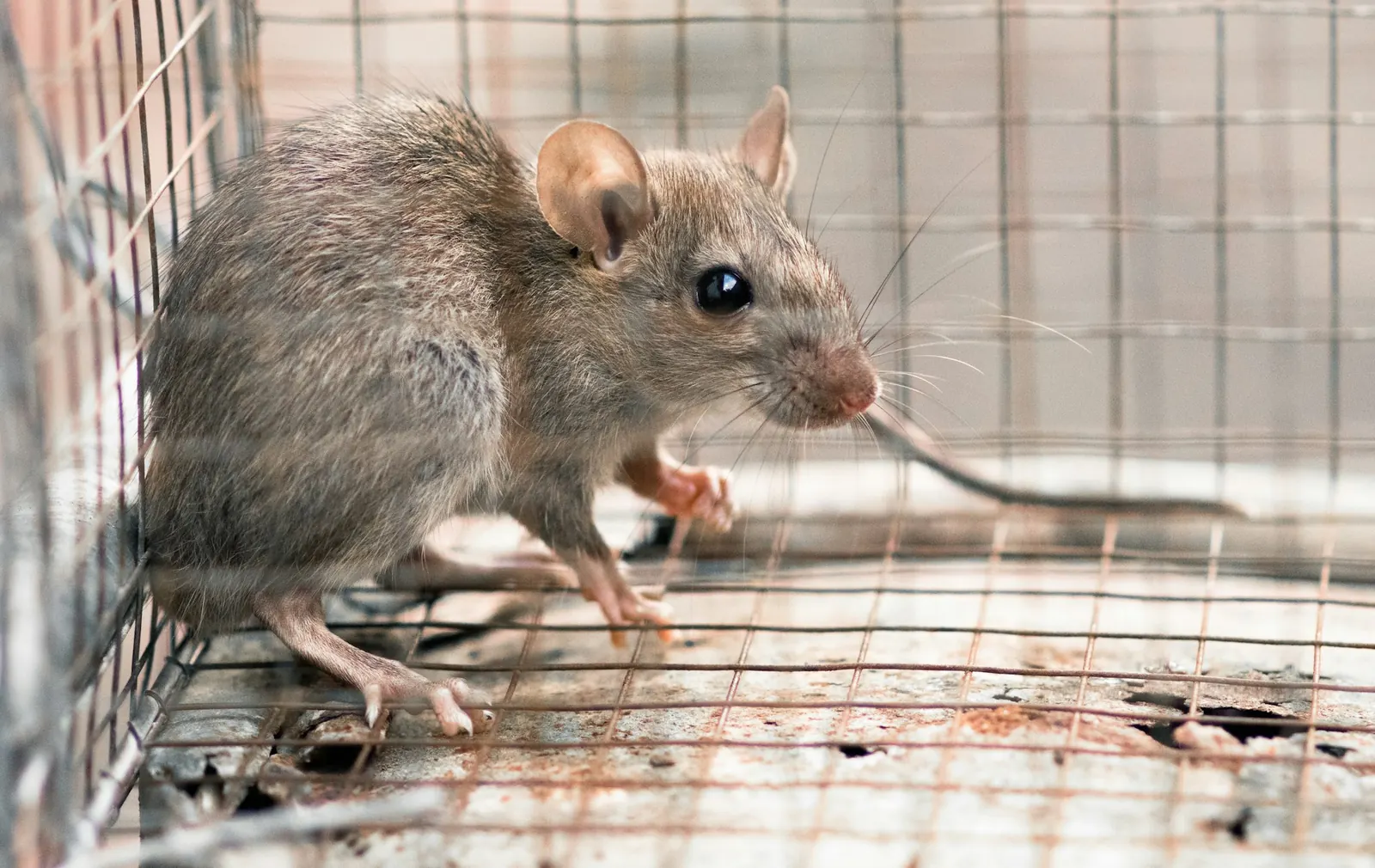 Rat pris dans une cage de capture