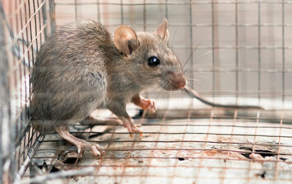 House rat trapped inside and cornered in a metal mesh mousetrap cage.
