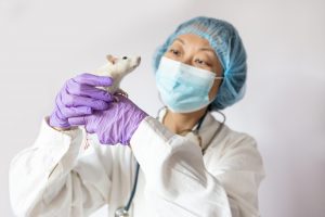 a white laboratory rat in the hands of a female scientist in blue rubber gloves. healtcare and medic