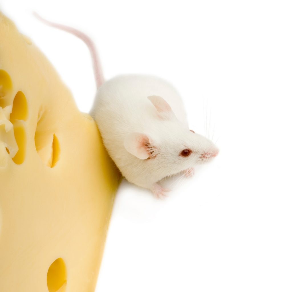 souris et Fromage